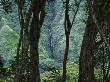 Waterfall As Seen Through Some Trees In The Waipi'o Valley by Todd Gipstein Limited Edition Print