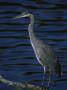 Great Blue Heron by Tom Murphy Limited Edition Pricing Art Print