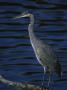 Great Blue Heron by Tom Murphy Limited Edition Pricing Art Print
