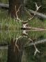 Skull Of A Bull Elk On A Log At The Water's Edge by Tom Murphy Limited Edition Print