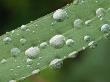 Dew Drops On A Blade Of Grass by Tom Murphy Limited Edition Print