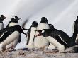Pair Of Gentoo Penguins Squabbling In A Rookery by Tom Murphy Limited Edition Print