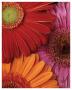 Gerbera Trio by Danny Burk Limited Edition Pricing Art Print