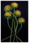 Gaillardia Gone To Seed by Harold Davis Limited Edition Print