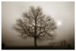 Lone Tree Sepia by Dan Magus Limited Edition Print