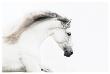 White On White by Melanie Snowhite Limited Edition Print