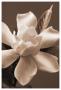 Magnolia In Sepia by Christine Zalewski Limited Edition Pricing Art Print