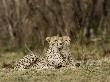 African Leopards Pride by Scott Stulberg Limited Edition Print