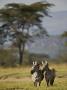 African Zebra by Scott Stulberg Limited Edition Print