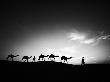 India Camels by Scott Stulberg Limited Edition Print