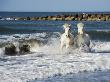 White Horses Of Thecamargue Running Along The Beach by Scott Stulberg Limited Edition Print