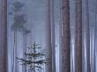 Heavy Mist In A Pine Wood, New Forest, Hampshire, England, United Kingdom, Europe by Adam Burton Limited Edition Print