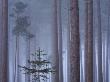 Heavy Mist In A Pine Wood, New Forest, Hampshire, England, United Kingdom, Europe by Adam Burton Limited Edition Print