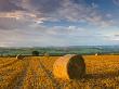 Hay Bales In A Field Near Easington, Mid-Devon, Devon, England, United Kingdom, Europe by Adam Burton Limited Edition Print