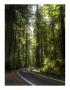 Avenue Of The Giants 2 by Michael Polk Limited Edition Pricing Art Print