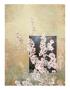 Cherry Blossoms 3 by Kurt Novak Limited Edition Pricing Art Print