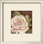 Antique Rose Iii by Jillian Jeffrey Limited Edition Pricing Art Print
