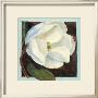 Magnolia I by Carol Rowan Limited Edition Pricing Art Print
