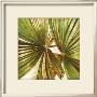 La Palmera Iv by Patricia Quintero-Pinto Limited Edition Print