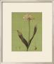 Botanica Verde Iii by John Seba Limited Edition Pricing Art Print