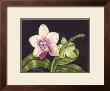 Vibrant Orchid Ii by Gloria J. Callahan Limited Edition Print