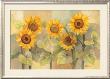 August Sunflowers by Albena Hristova Limited Edition Print