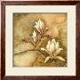 Burlap Magnolia I by Tina Chaden Limited Edition Print