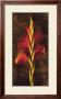 Gladiola by John Seba Limited Edition Pricing Art Print