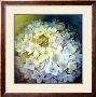 Hydrangea Portrait by Lisa Audit Limited Edition Pricing Art Print