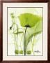 Coquelicot Vert Ii by Marthe Limited Edition Print