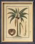 Cocoa Nut Palm by Rebecca Price Limited Edition Print