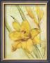 Yellow Day Lily by Cheri Blum Limited Edition Pricing Art Print