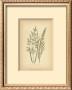 Grasses Iii by Edward Lowe Limited Edition Print