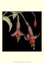 Graphic Fuchsia Iv by Jennifer Goldberger Limited Edition Print