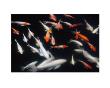 Koi Carp In Pond by Yukmin Limited Edition Print