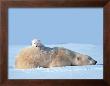 Polar Bear And Cub, Manitoba, Canada by Art Wolfe Limited Edition Print