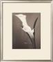 Callas by Laurie Eastwood Limited Edition Print