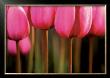 Tulipa Gesneriana by Laurance Aiuppy Limited Edition Print