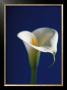 Arum Lily, White On Blue Background by Alex Sedgwick Limited Edition Pricing Art Print