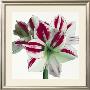 Amaryllis by Stephanie Andrew Limited Edition Print