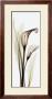 Calla Lily by Albert Koetsier Limited Edition Pricing Art Print