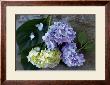 Hydrangea by Mary Bartley Limited Edition Pricing Art Print