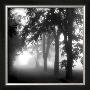 Misty Pathway by Steven Mitchell Limited Edition Print