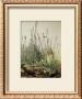 Tall Grass by Albrecht Durer Limited Edition Print