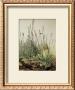 Tall Grass by Albrecht Durer Limited Edition Pricing Art Print
