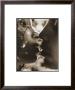 Breath Of Life by George Holz Limited Edition Print