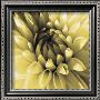 Butter Dahlia by Shawn Kapitan Limited Edition Print