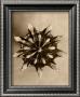 Sepia Botany Study Iv by Karl Blossfeldt Limited Edition Pricing Art Print