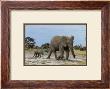 African Elephant And Calf by Barbara Mcknight Limited Edition Print