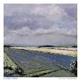 Purple Field by Jacques Clement Limited Edition Print